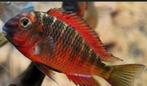Tropheus red chimba, Dieren en Toebehoren