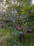 Meidoorn pré bonsai witte bloemen, Tuin en Terras, Planten | Bomen, Ophalen