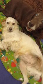 Gezocht: huis of stuk grond met domicilie huurkoop, 40 m², 100 kWh/an, Province d'Anvers, 100 kWh/m²/an