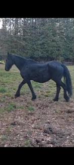 Fries  merry, Dieren en Toebehoren, Paarden, Met stamboom