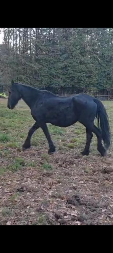 Fries  merry, Dieren en Toebehoren, Paarden, Met stamboom