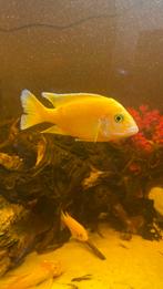 Labidochromis caeruleus, Dieren en Toebehoren