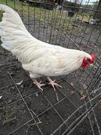 Prachtig witte haan!, Dieren en Toebehoren, Pluimvee, Mannelijk, Kip