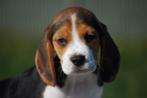 Beagle pups, Dieren en Toebehoren, Honden | Beagles, Bassets en Lopende honden, Beagle, 15 weken tot 1 jaar, Buitenland, CDV (hondenziekte)