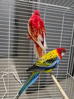 Koppel rosella's vaste prijs, Dieren en Toebehoren, Vogels | Parkieten en Papegaaien