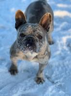 Franse bulldog teefje, Parvo, België, Teef, Bulldog
