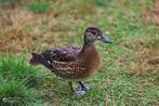 baikal taling @ paradijshof, Dieren en Toebehoren, Meerdere dieren, Eend