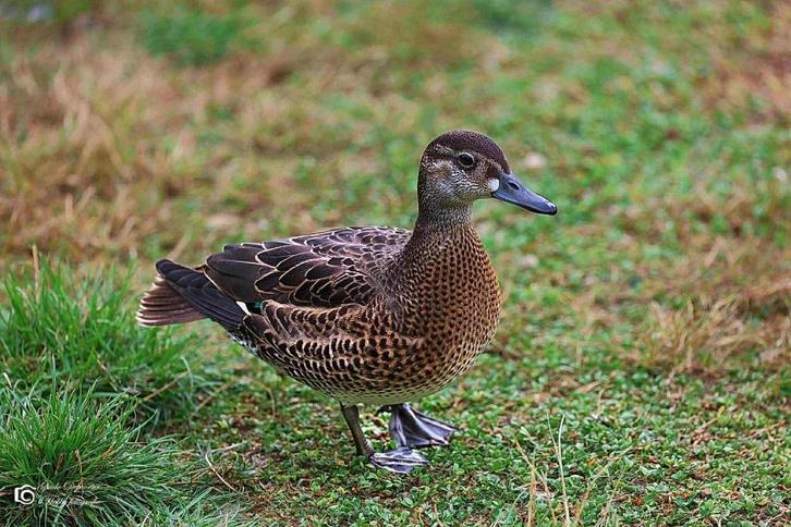 baikal taling @ paradijshof, Dieren en Toebehoren, Pluimvee, Eend, Meerdere dieren