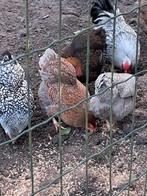 Kippen en hanen, Dieren en Toebehoren, Pluimvee