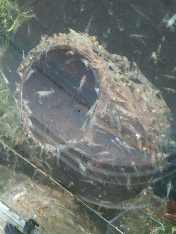 🦐 Onderhoudsploegen: 🦐100 (of meer) wildkleur garnalen, Dieren en Toebehoren, Vissen | Aquariumvissen, Zoetwatervis, Kreeft, Krab of Garnaal