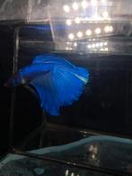 Royal blue halfmoon betta man