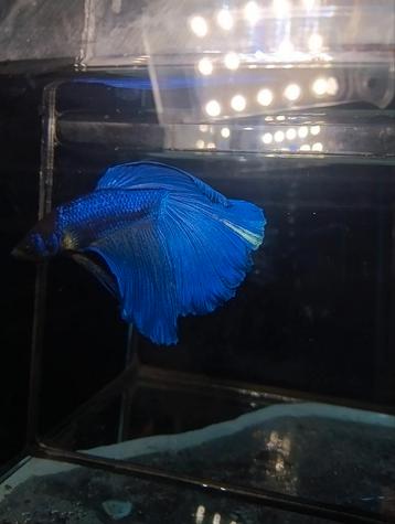 Royal blue halfmoon betta man beschikbaar voor biedingen
