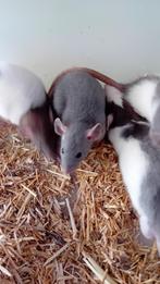 handtamme dumbo ratjes, Dieren en Toebehoren, Knaagdieren, Rat, Juli, Meerdere dieren, Tam