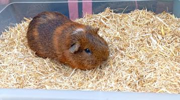 Knappe cavia beer  beschikbaar voor biedingen