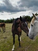 Merrie zoekt nieuwe thuis, Dieren en Toebehoren, Paarden, Merrie