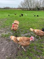 Rode ardenner kalkoen, Dinde