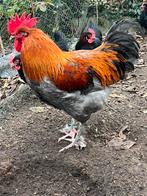 Broedeieren marans, Dieren en Toebehoren, Geslacht onbekend, Kip