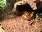 Korenslang, Dieren en Toebehoren, Reptielen en Amfibieën, Slang, Met terrarium, 3 tot 6 jaar