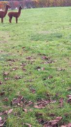 Mannekes  alpaca  te koop ene 4 m. Bruin en 5m wit, Animaux & Accessoires