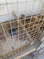 Ficherie's, Dieren en Toebehoren