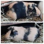 Cavia. Us teddy cavia's, Avril, Cobaye