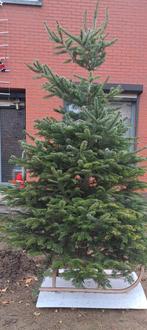 Kerstbomen Nordmann in net, Ophalen