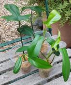 Ph. Florida green, Ophalen of Verzenden