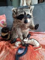 Softmount wasbeer, Ophalen of Verzenden