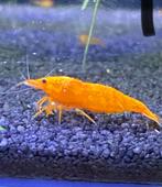 Orange sunkiss neocaridina garnaal (kraanwater), Dieren en Toebehoren, Vissen | Aquariumvissen