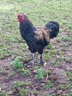 Prachtige haan (heel braaf), Dieren en Toebehoren, Mannelijk, Kip