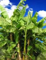 Bananier basjoo, Tuin en Terras, Ophalen