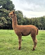 Spotprijs: Showkwaliteit jonge bruine  hengst, Dieren en Toebehoren, Overige Dieren, April, Mannelijk