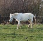 Belgisch warmbloed, Dieren en Toebehoren, Merrie, Gechipt