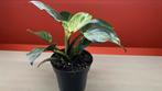 Philodendron, Huis en Inrichting, Ophalen of Verzenden