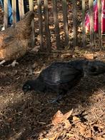 Ayem cemani (2 hennen + haan), Dieren en Toebehoren, Pluimvee