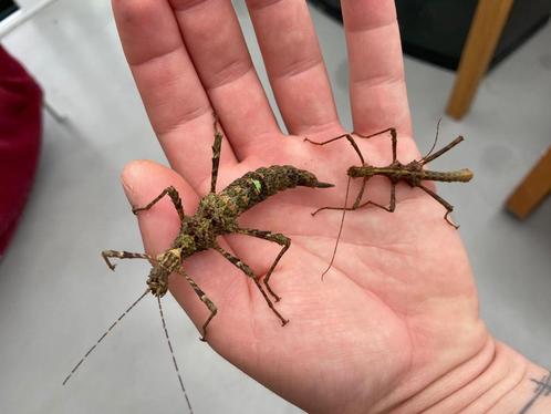 Wandelende tak: Trachyaretaon Negrosanon, Dieren en Toebehoren, Insecten en Spinnen, Wandelende tak