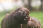 Shih-Tzu reutjes, Dieren en Toebehoren, België, CDV (hondenziekte), 8 tot 15 weken, Meerdere