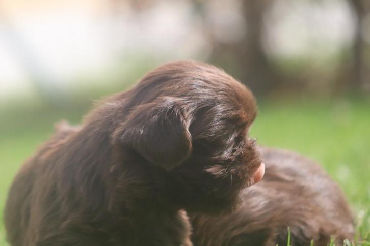 Shih-Tzu reutjes, Dieren en Toebehoren, Honden | Chihuahua's en Gezelschapshonden, Reu, Overige rassen, Fokker | Professioneel
