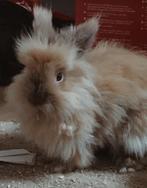 2 lapins a donnee ensemble, Dieren en Toebehoren, Konijnen, Meerdere dieren, Middelgroot, 3 tot 5 jaar
