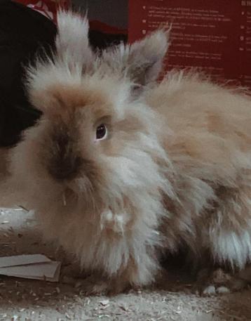 2 lapins a donnee ensemble, Plusieurs animaux, Taille moyenne, 3 à 5 ans