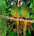 Maracana, Dieren en Toebehoren