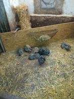 Franse hangoor konijnen, Dieren en Toebehoren, Hangoor