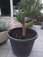 yucca plant, Tuin en Terras, Planten | Tuinplanten, Ophalen, Vaste plant, Overige soorten, Halfschaduw