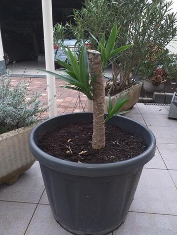 yucca plant beschikbaar voor biedingen