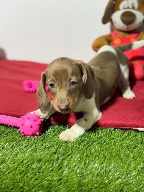 Teckel dwergteckel pups, Dieren en Toebehoren, Honden | Teckels en Dashonden, Meerdere dieren, Korthaar, Dwerg, Fokker | Professioneel