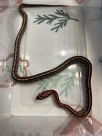 Jonge Korenslangen, Slang