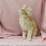 Maine coon, hele lieve kittens!, Meerdere dieren, Gechipt, 0 tot 2 jaar