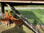 Wyandotte kriel, Dieren en Toebehoren