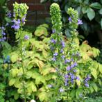 lobelia blauw, Enlèvement