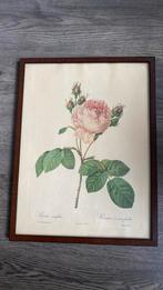 Rosa centifolia, Antiek en Kunst, Ophalen